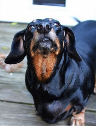 Dog Snapping at Imaginary Flies - Daily Dog Discoveries