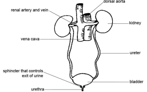 I am Your Dog's Bladder - Daily Dog Discoveries