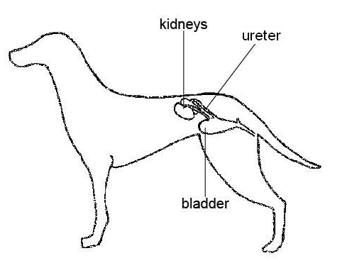 I am Your Dog's Bladder - Daily Dog Discoveries