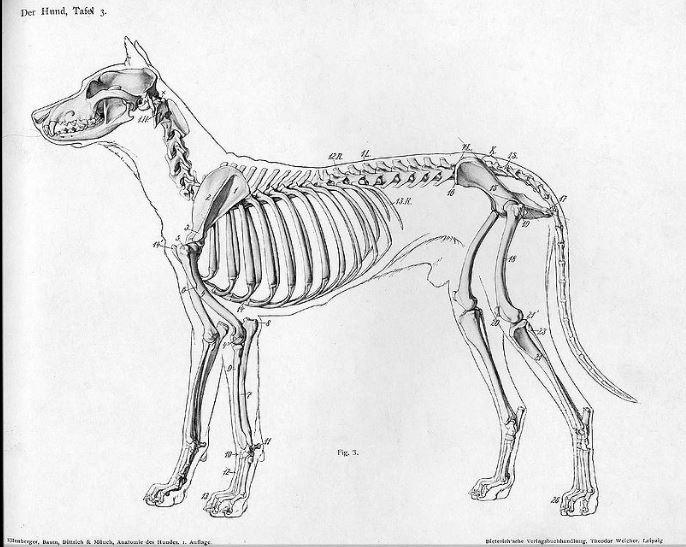 full body dog drawing