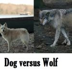 30 Fascinating Differences Between Wolves and Dogs - Daily Dog Discoveries