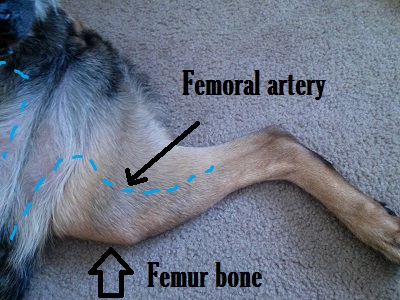 Where Do You Find a Pulse on a Dog? - Daily Dog Discoveries