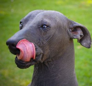 xoloitzcuintli teeth