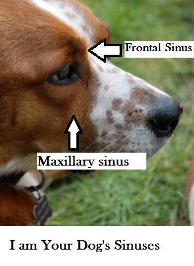 Can Dogs Get Sinus Infections From Humans