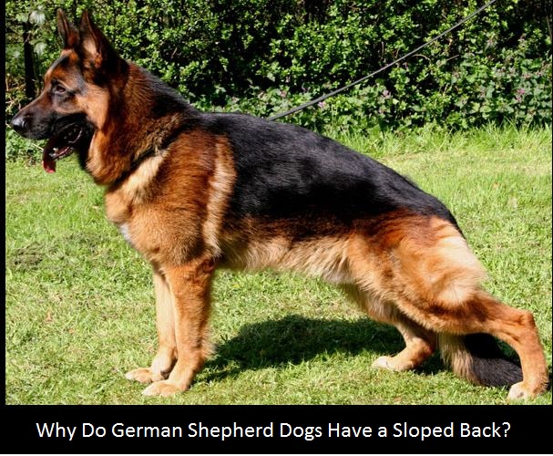 Why Do German Shepherds Have a Sloping Back? - Daily Dog Discoveries