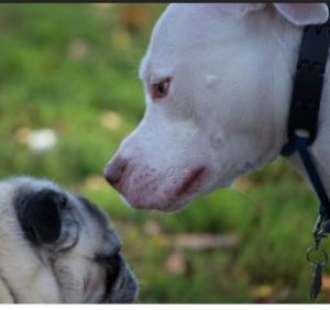 What Does A Dog Standing Over Another Dog Mean Daily Dog Discoveries