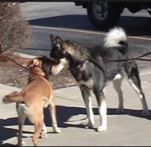 What Does A Dog Standing Over Another Dog Mean Daily Dog Discoveries