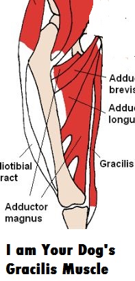 I am Your Dog\u002639;s Gracilis Muscle  Daily Dog Discoveries