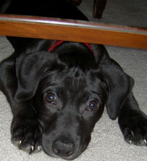 What's Up With Dogs Chewing Through Drywall? - Daily Dog Discoveries