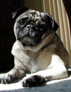 wrinkles dog pug breeds dogs breed covered wrinkly dailydogdiscoveries